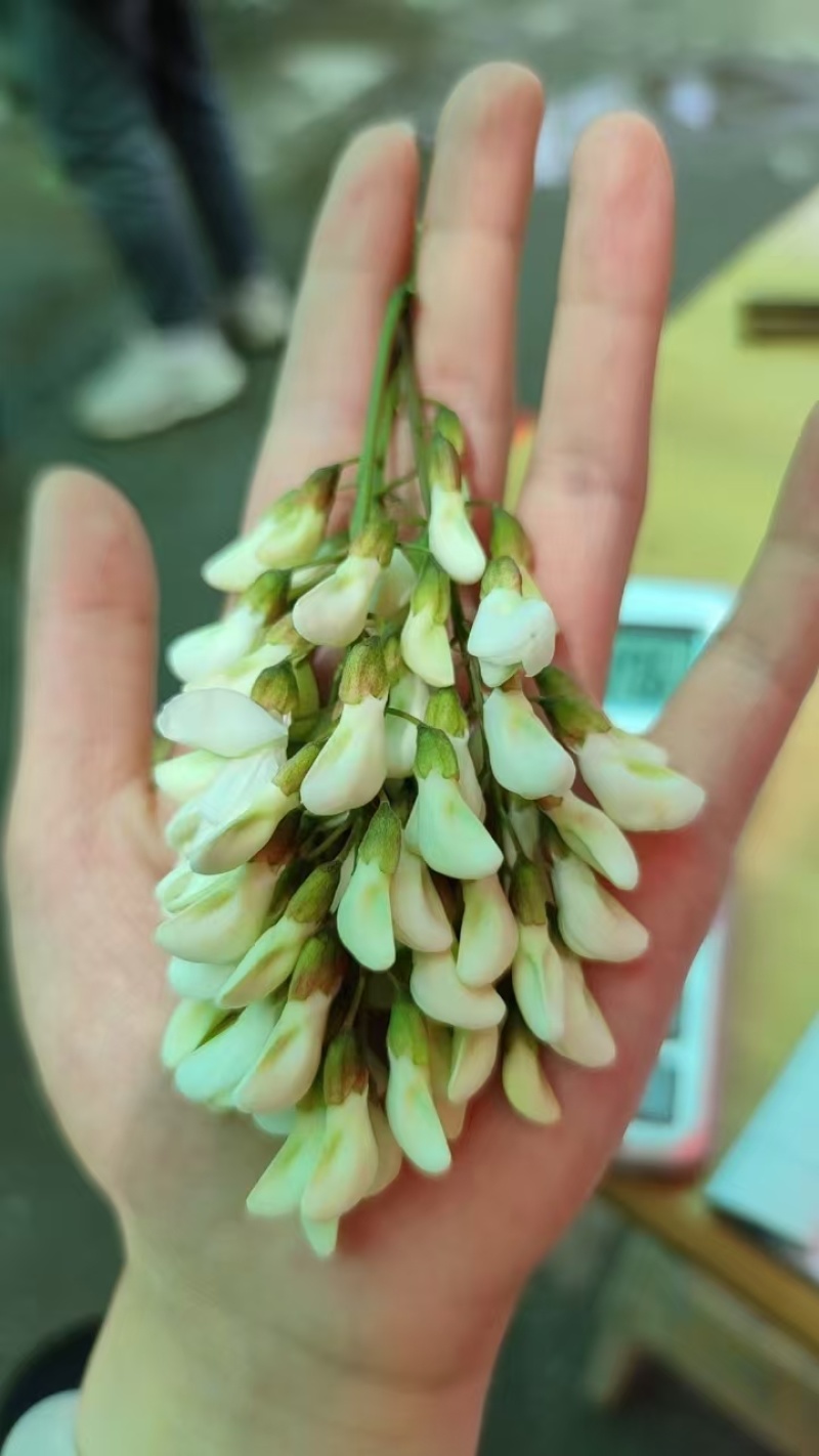 槐花洋槐花野菜产地货源量大质优价格可谈可视频