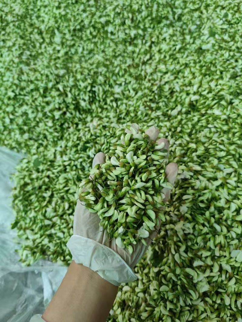 槐花洋槐花野菜产地货源量大质优价格可谈可视频