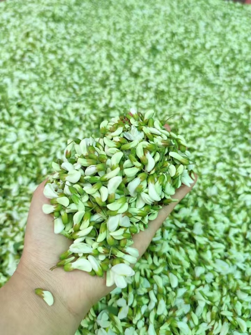 槐花洋槐花野菜产地货源量大质优价格可谈可视频