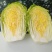 白菜北京3号，有需要联系，大量有货一手货源