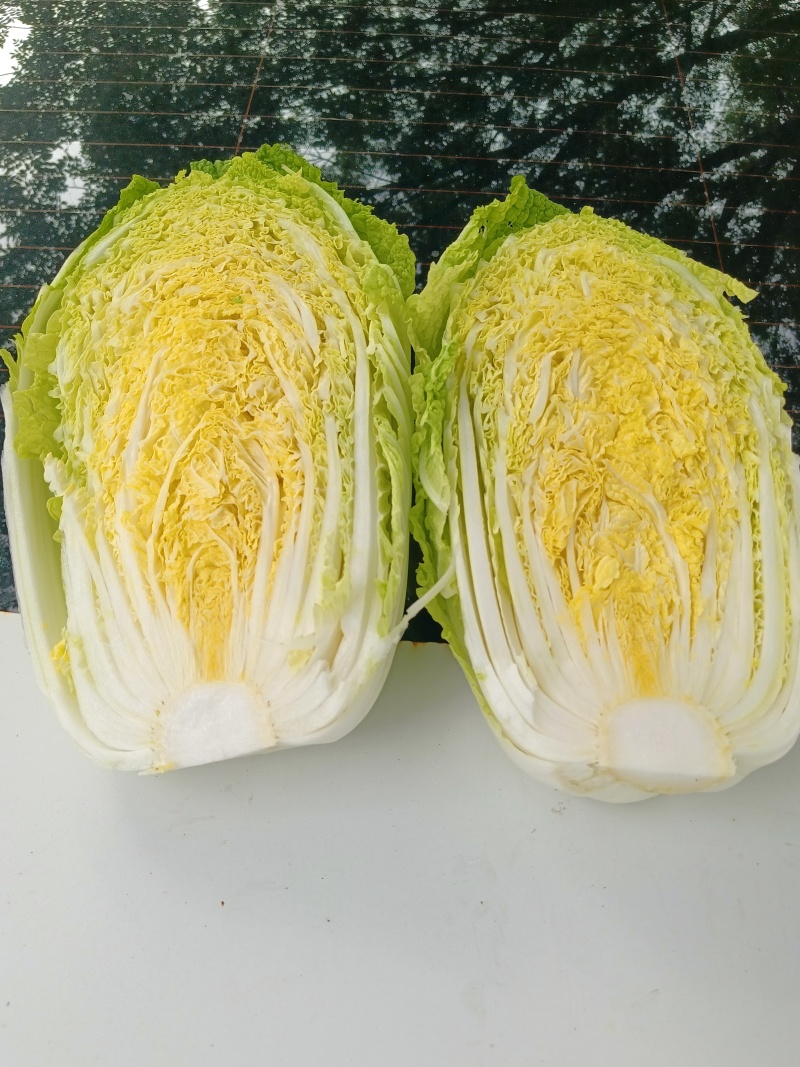 白菜北京3号，有需要联系，大量有货一手货源