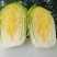 白菜北京3号，有需要联系，大量有货一手货源