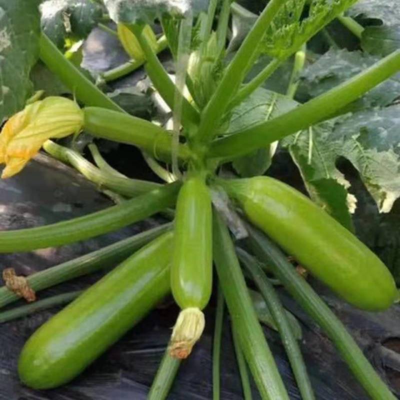 翠绿西葫芦大量上市了货源充足价格不高保质保量全国发货