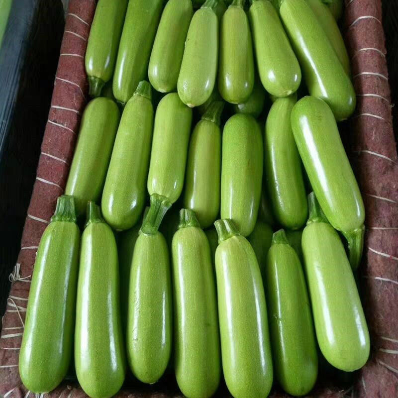 翠绿西葫芦大量上市了货源充足价格不高保质保量全国发货