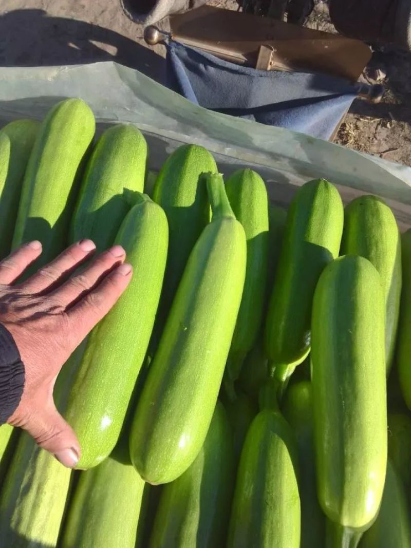 翠绿西葫芦大量上市了货源充足价格不高保质保量全国发货