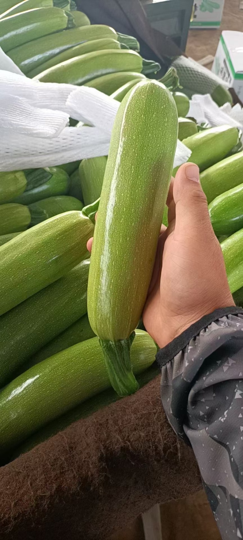 翠绿西葫芦大量上市了货源充足价格不高保质保量全国发货