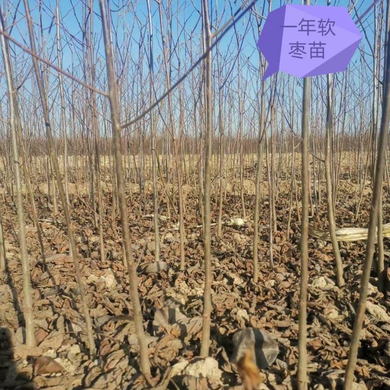 1--3年的软枣苗，黑枣苗，君迁子苗，嫁接柿子树优良占木