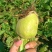 芥菜头大量上市了有需要联系可对接批发市场大量供应