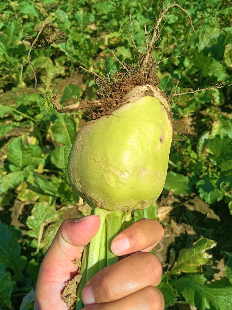 芥菜头大量上市了有需要联系可对接批发市场大量供应