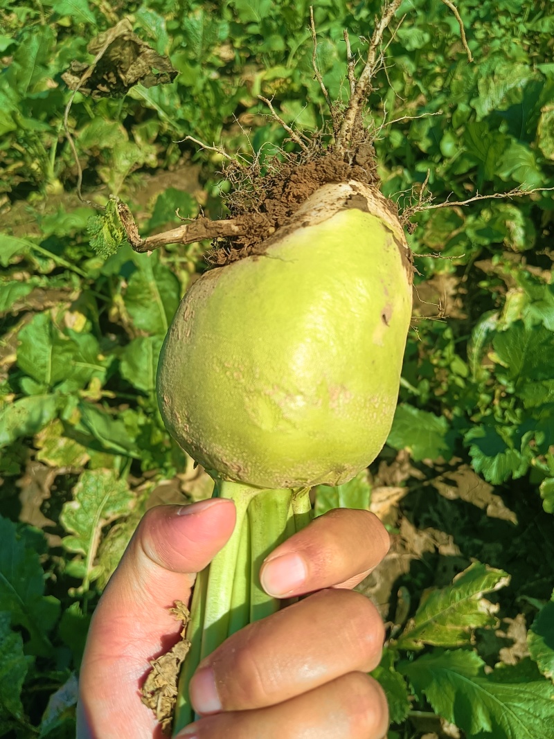 芥菜头大量上市了有需要联系可对接批发市场大量供应