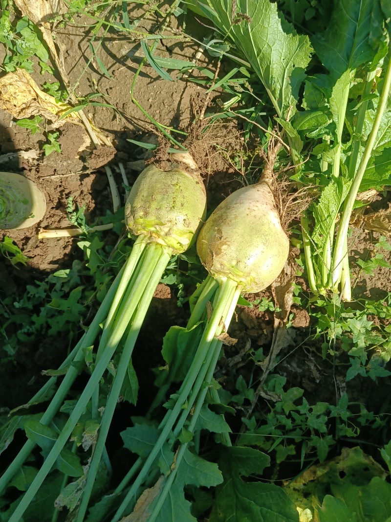芥菜头大量上市了有需要联系可对接批发市场大量供应