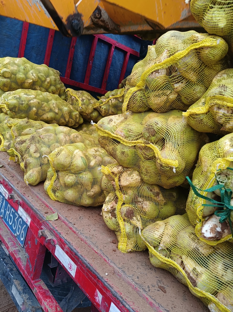 芥菜头大量上市了有需要联系可对接批发市场大量供应