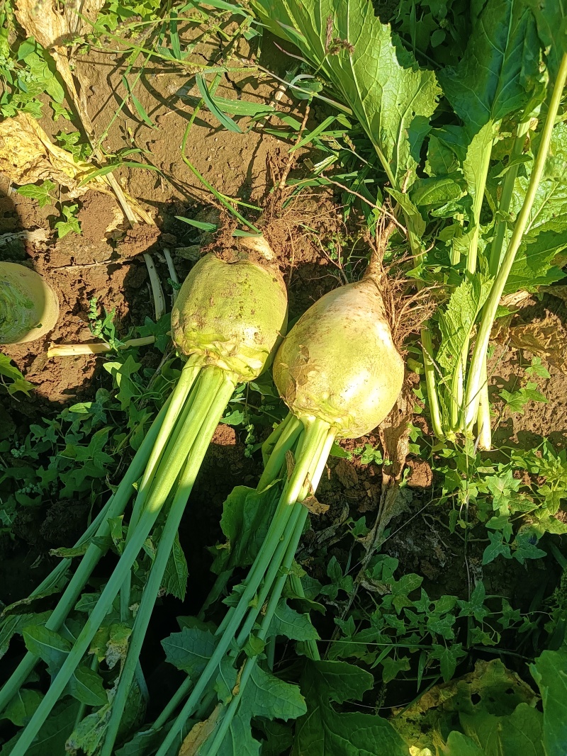 芥菜头大量上市了有需要联系可对接批发市场大量供应