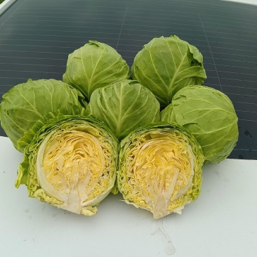 甘蓝精品圆包菜产地发货一手货源量大优惠