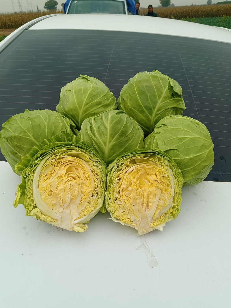 甘蓝精品圆包菜产地发货一手货源量大优惠