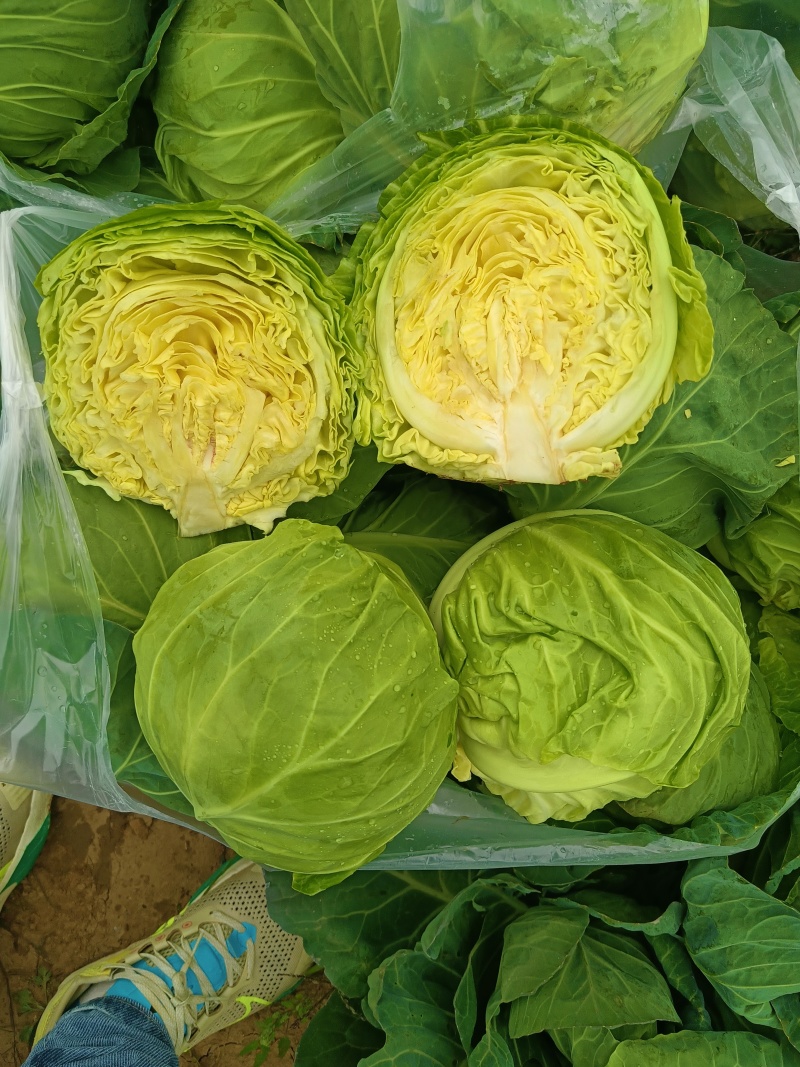 甘蓝精品圆包菜产地发货一手货源量大优惠