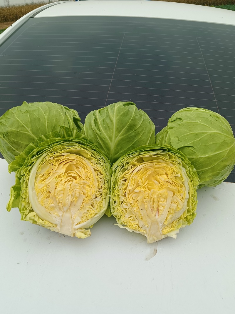 甘蓝精品圆包菜产地发货一手货源量大优惠