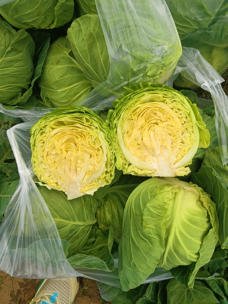 甘蓝精品圆包菜产地发货一手货源量大优惠