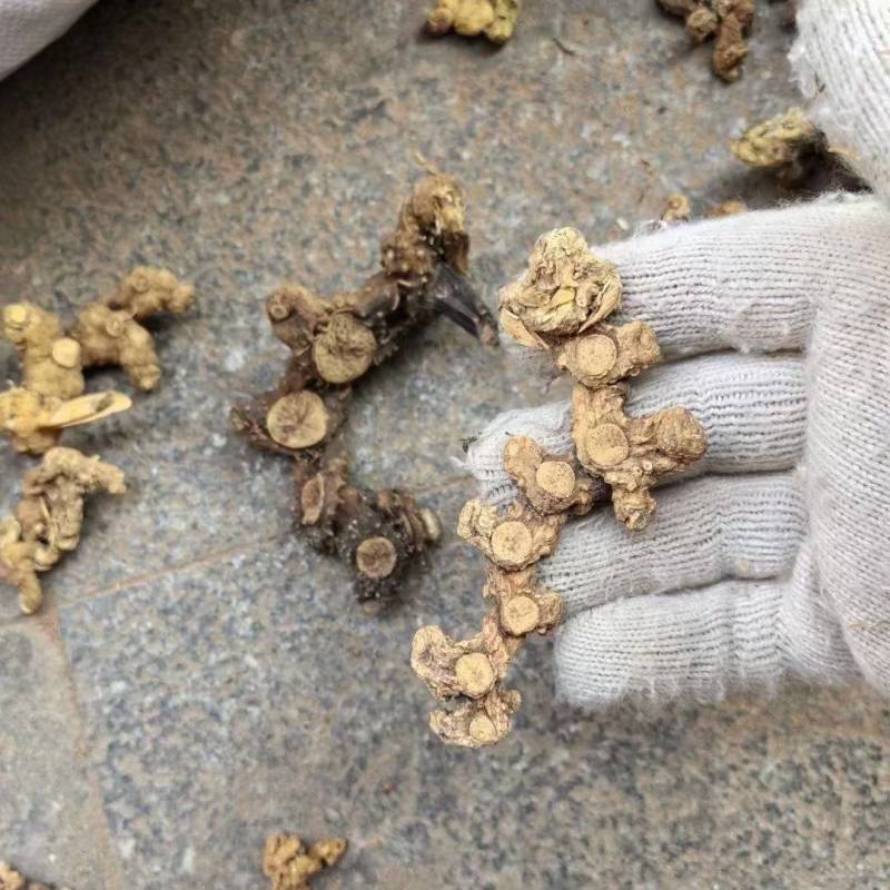 高山姜形野生黄精，中大个，小个有货，