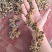 高山姜形野生黄精，中大个，小个有货，