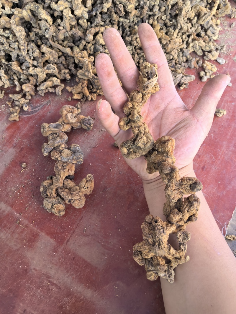 高山姜形野生黄精，中大个，小个有货，
