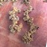 高山姜形野生黄精，中大个，小个有货，