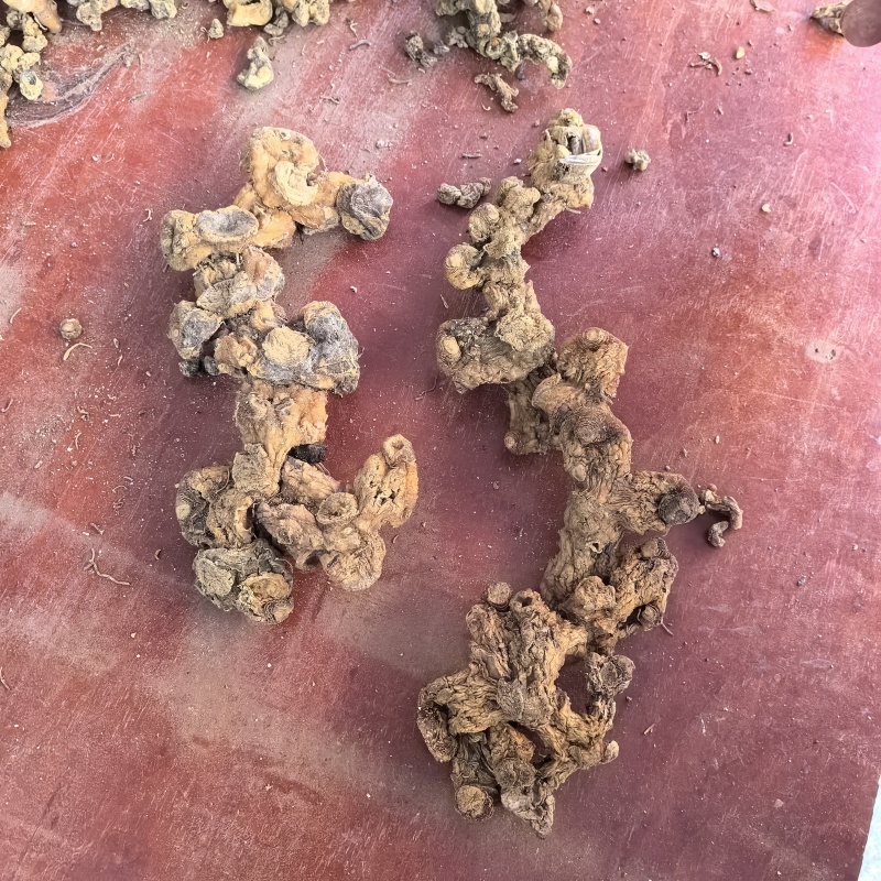 高山姜形野生黄精，中大个，小个有货，