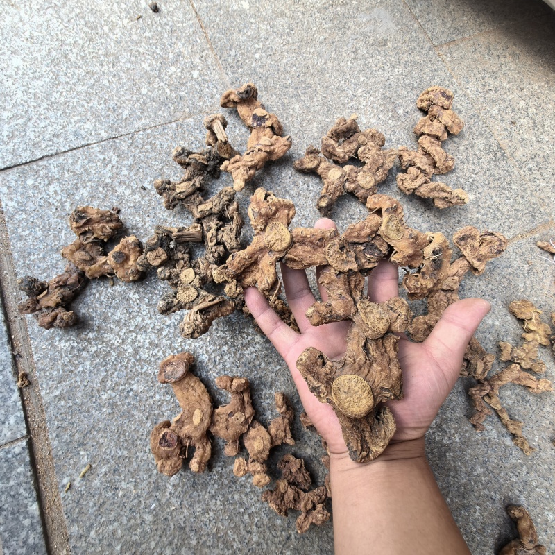 高山姜形野生黄精，中大个，小个有货，