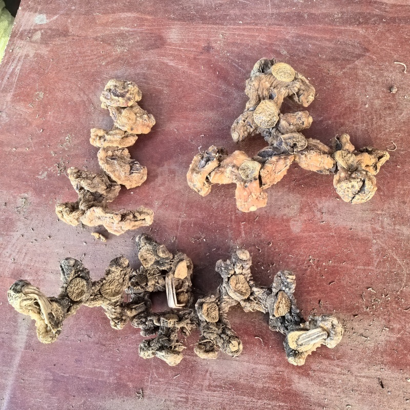 高山姜形野生黄精，中大个，小个有货，