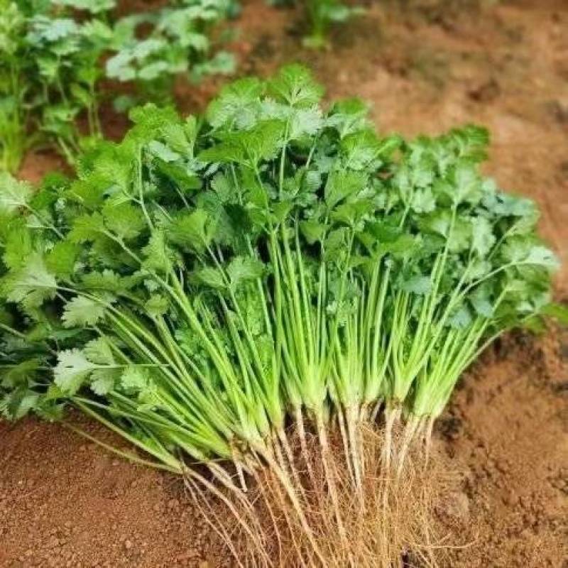 香菜大叶香菜小叶香菜都有货欢迎各位老板咨询订购