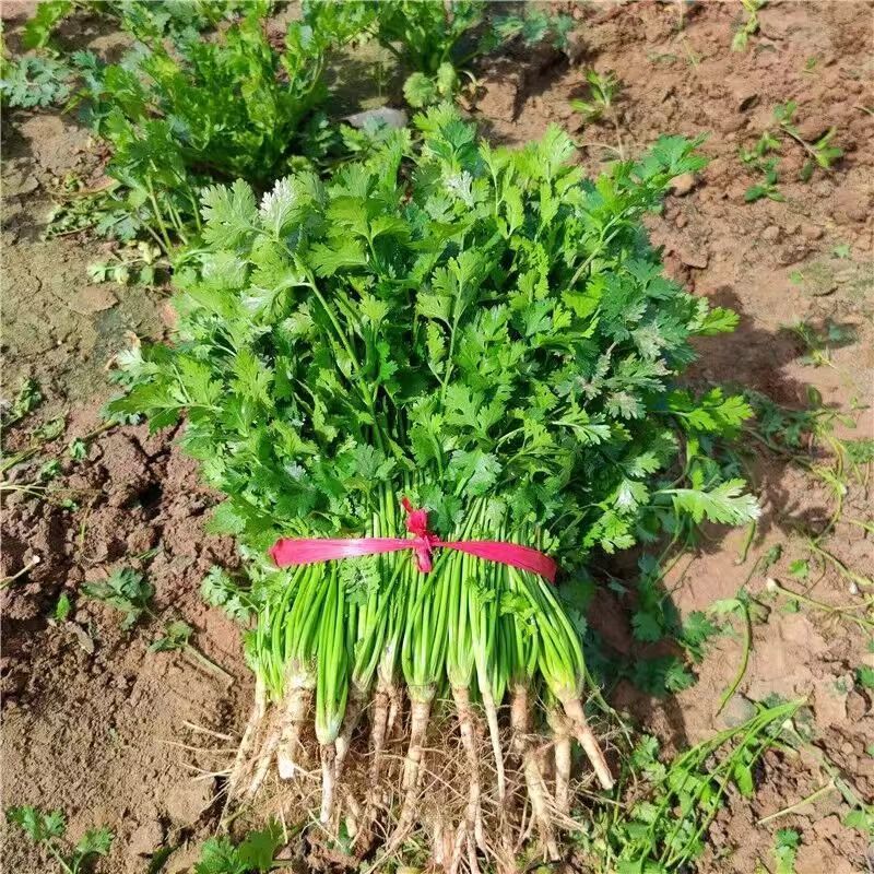 香菜大叶香菜小叶香菜都有货欢迎各位老板咨询订购