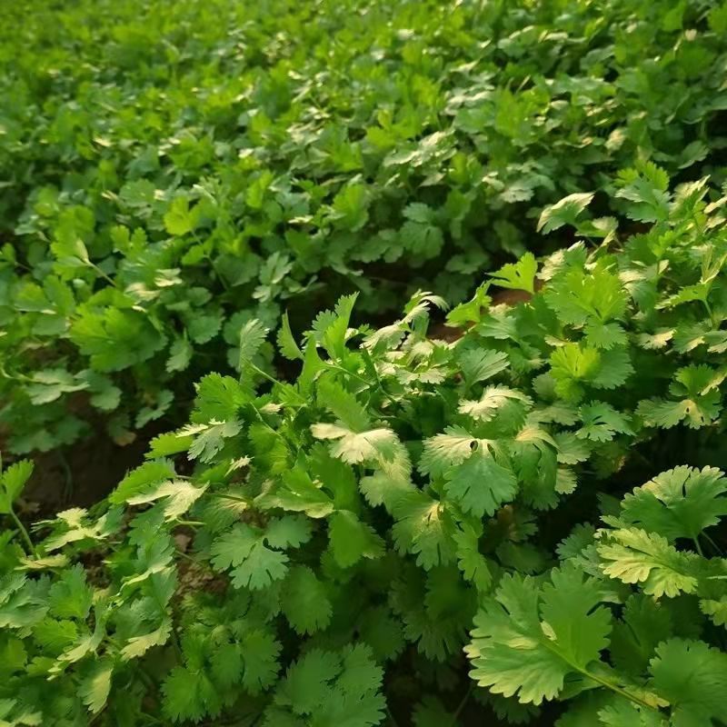 香菜大叶香菜小叶香菜都有货欢迎各位老板咨询订购