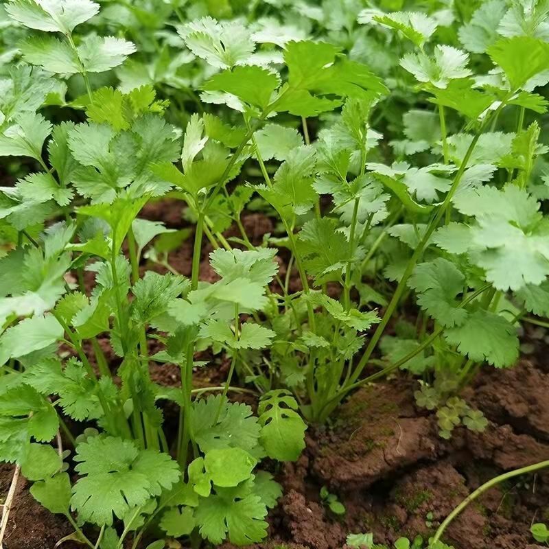 香菜大叶香菜小叶香菜都有货欢迎各位老板咨询订购