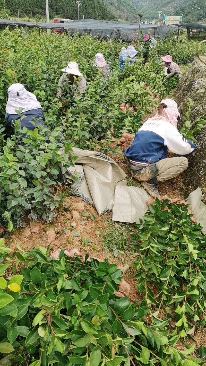 推荐油茶苗，优质实生杯苗，高度30-80公分，数量100万