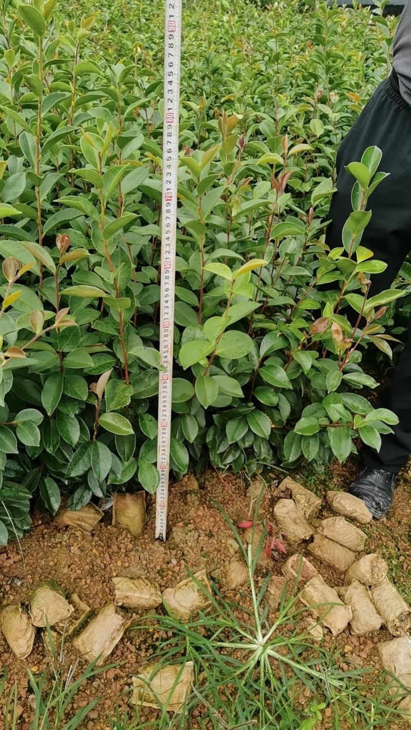 推荐油茶苗，优质实生杯苗，高度30-80公分，数量100万
