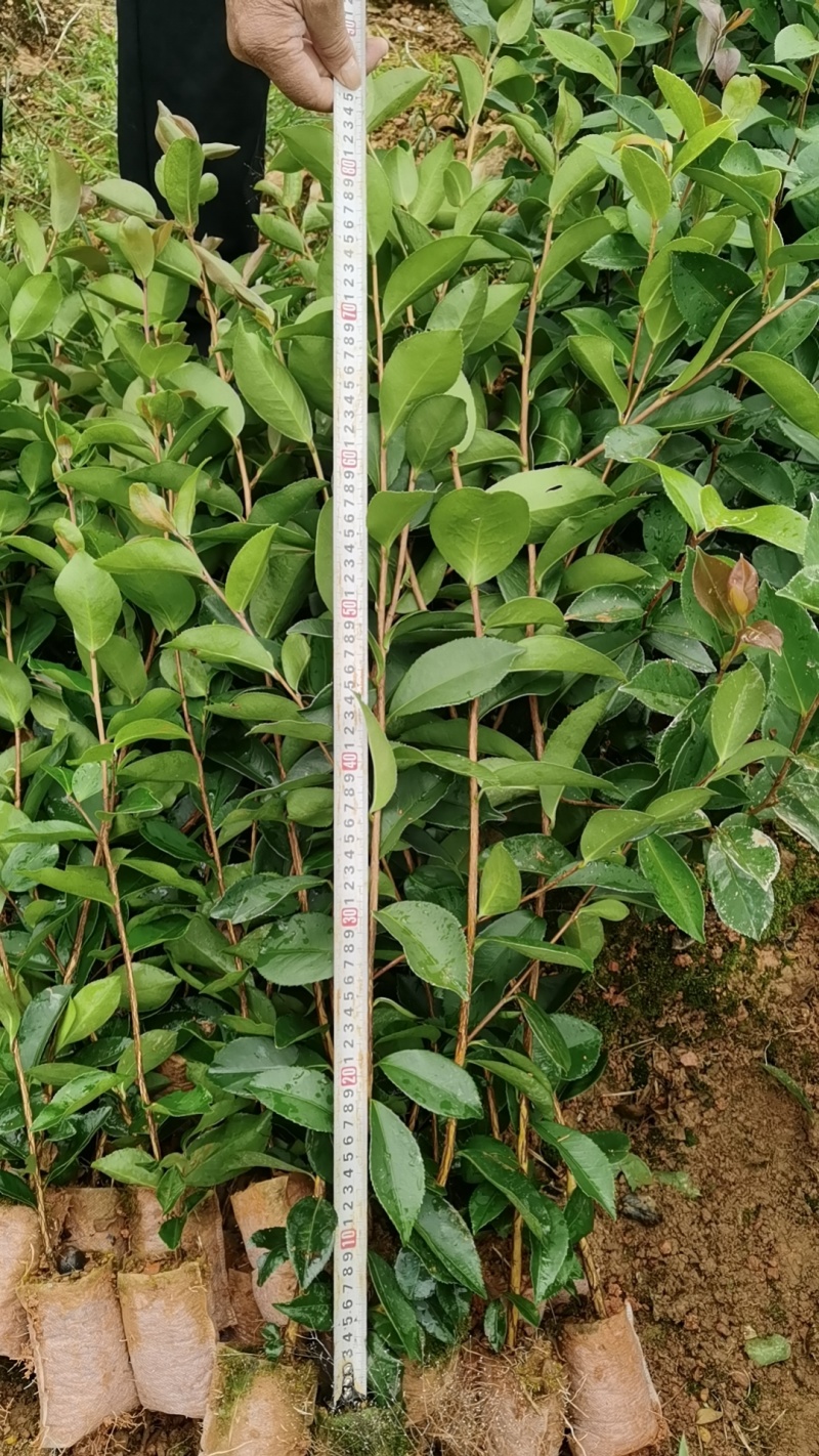推荐油茶苗，优质实生杯苗，高度30-80公分，数量100万