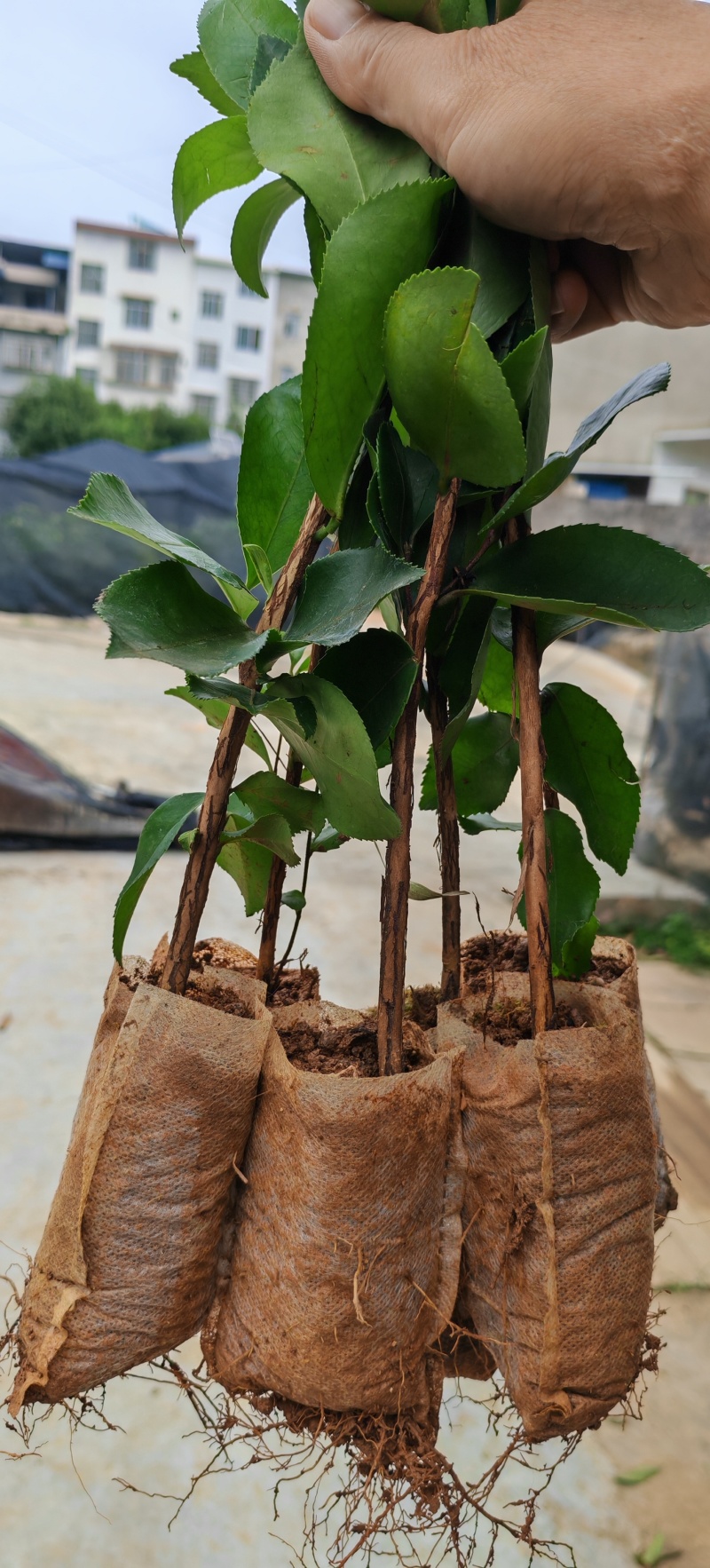 推荐油茶苗，优质实生杯苗，高度30-80公分，数量100万