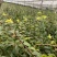云南铁皮石斛枫斗正宗石斛干条石斛欢迎各地客商诚信经营
