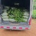 推荐油茶苗,优质实生杯苗,高度30-80公分,数量100万