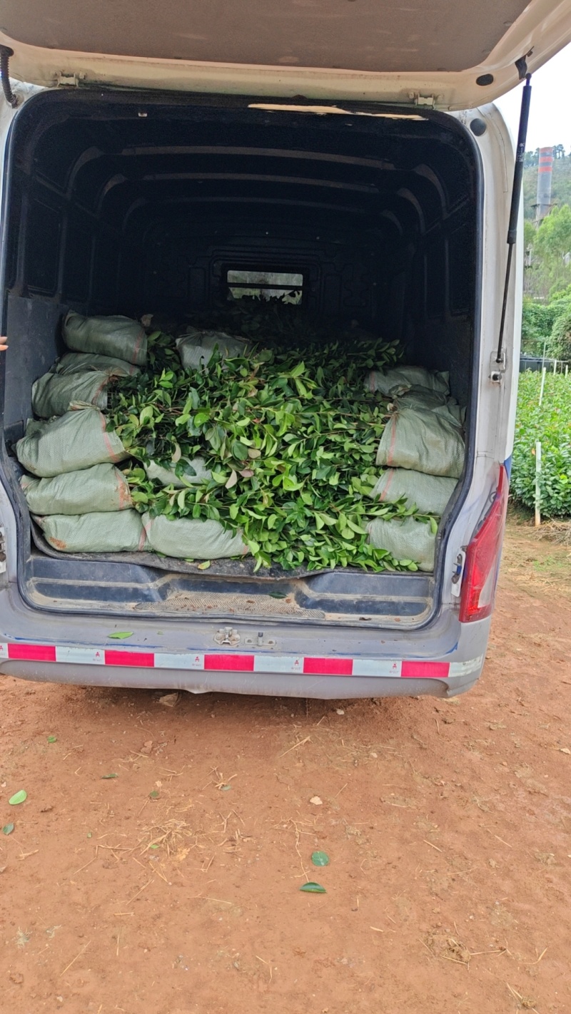 推荐油茶苗，优质实生杯苗，高度30-80公分，数量100万