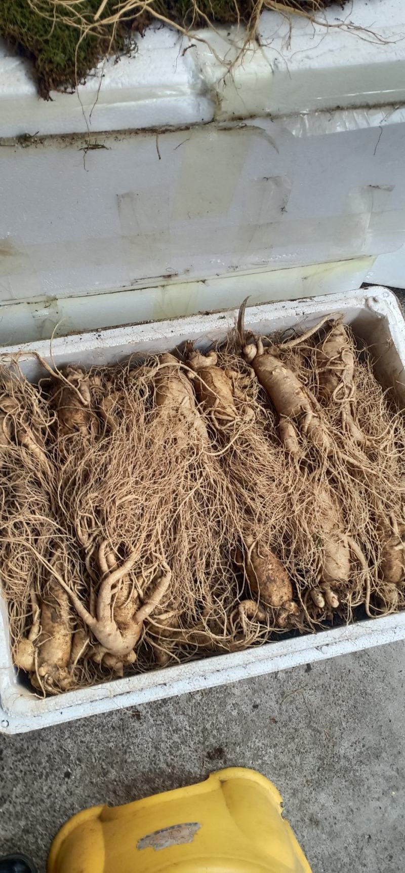鲜货西洋参中药批发一手货源量大忧惠