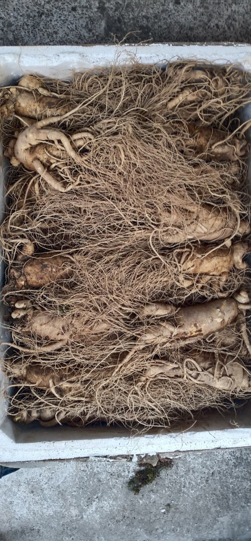 鲜货西洋参中药批发一手货源量大忧惠