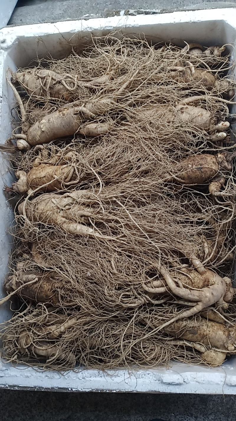 鲜货西洋参中药批发一手货源量大忧惠