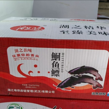 清江鮰鱼鳔