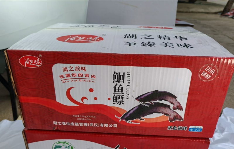 清江鮰鱼鳔