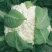 菜花花椰菜松花菜大量供应欢迎需要的老板咨询订购
