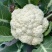 菜花花椰菜松花菜大量供应欢迎需要的老板咨询订购