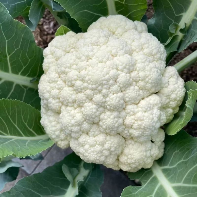 菜花花椰菜松花菜大量供应欢迎需要的老板咨询订购
