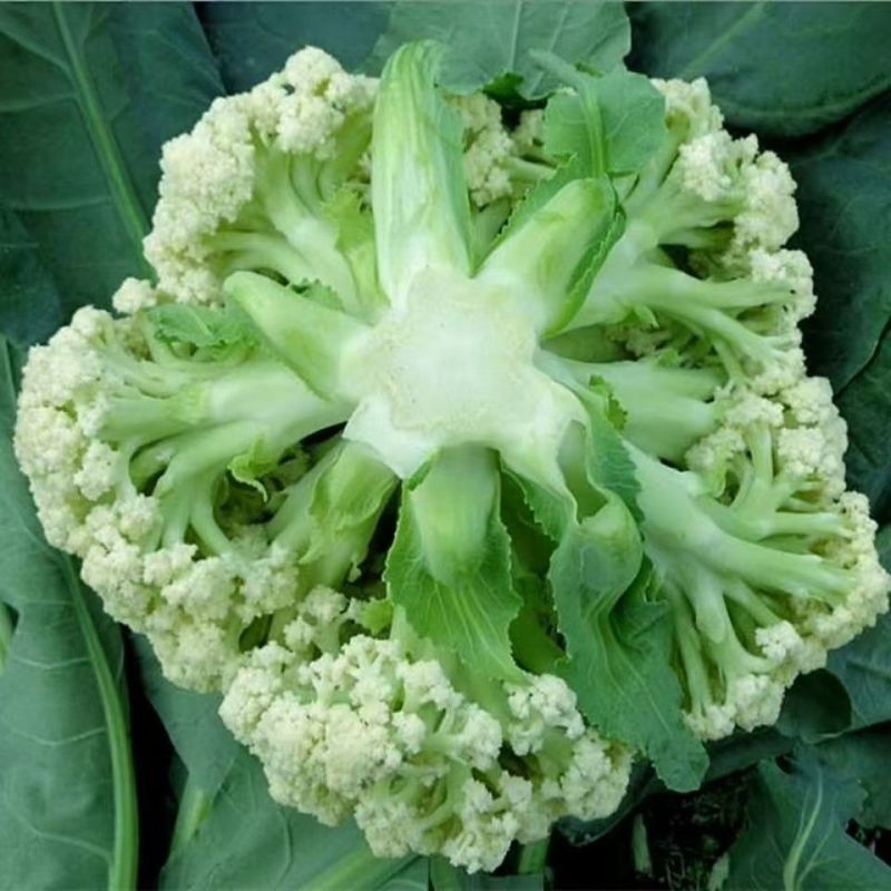 菜花花椰菜松花菜大量供应欢迎需要的老板咨询订购