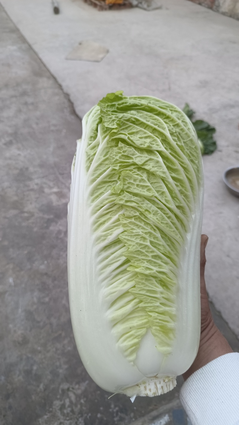 玉田大白菜，北京三号大量装货中！下高速寄到！